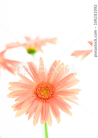 亮粉色非洲菊 106281092