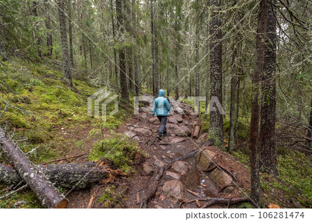 hiking footpath in forest between trees in Skuleskogen National Park in Sweden in northern Europe Hoga Kusten 106281474