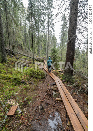 wooden hiking footpath in forest between trees in Skuleskogen National Park in Sweden in northern Europe Hoga Kusten wooden hiking footpath in forest between trees in Skuleskogen National Park in Sweden in northern Europe Hoga Kusten 106281475