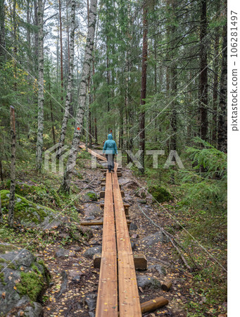 wooden hiking footpath in forest between trees in Skuleskogen National Park in Sweden in northern Europe Hoga Kusten 106281497
