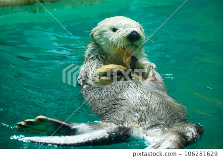 Sea otter in Toba Aquarium 106281629