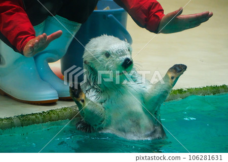 鳥羽水族館的海獺 鳥羽水族館的海獺 106281631