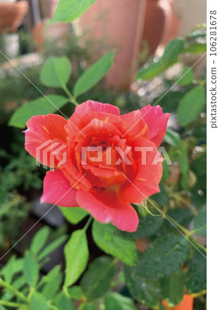 rose	 106281678