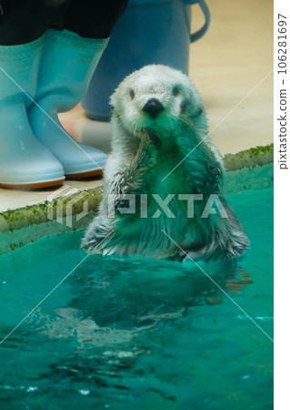 Sea otter in Toba Aquarium Sea otter in Toba Aquarium 106281697