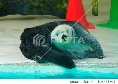 鳥羽水族館的海獺 鳥羽水族館的海獺 106281704