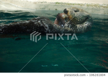 鳥羽水族館的海獺 106281804
