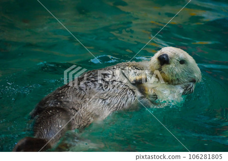 鳥羽水族館的海獺 鳥羽水族館的海獺 106281805