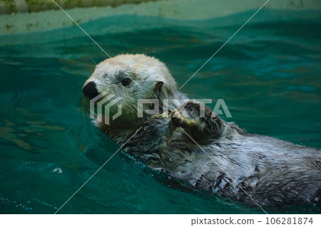 鳥羽水族館的海獺 鳥羽水族館的海獺 106281874