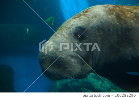 Manatee at Toba Aquarium 106282290