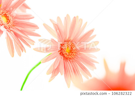 明亮的粉紅色非洲菊花 106282322