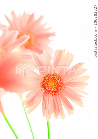 明亮的粉紅色非洲菊花 明亮的粉紅色非洲菊花 106282327