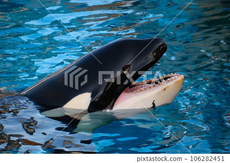名古屋港水族館的虎鯨 名古屋港水族館的虎鯨 106282451