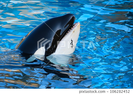 Killer whales at Nagoya Port Aquarium Killer whales at Nagoya Port Aquarium 106282452