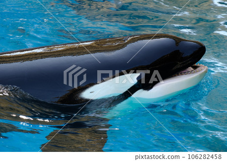 Killer whales at Nagoya Port Aquarium Killer whales at Nagoya Port Aquarium 106282458
