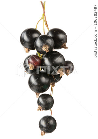 Black currant branch isolated on white background . File contains clipping path. Black currant branch isolated on white background . File contains clipping path. 106282497