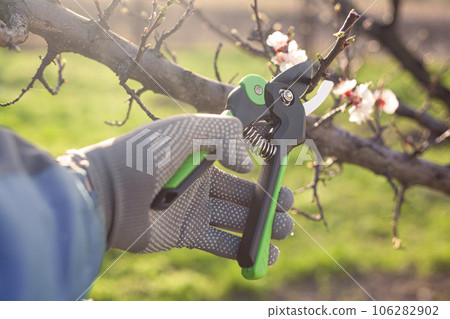 spring pruning of the garden with secateurs, care for trees and bushes 106282902
