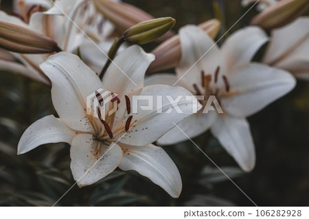 white lilies macro photography in summer day. Beauty garden lily with white petals close up garden photography. 106282928