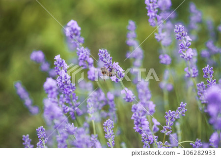 Honey bee pollinates lavender flowers. Plant decay with insects., sunny lavender. Lavender flowers in field. Close-up macro image wit blurred background. Honey bee pollinates lavender flowers. Plant decay with insects., sunny lavender. Lavender flowers in field. Close-up macro image wit blurred background. 106282933