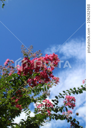 Crape myrtle flowers and blue sky 106282988