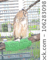 Owl double eyes 106283098