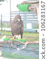 eagle 106283167