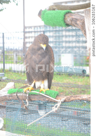 eagle eagle 106283167