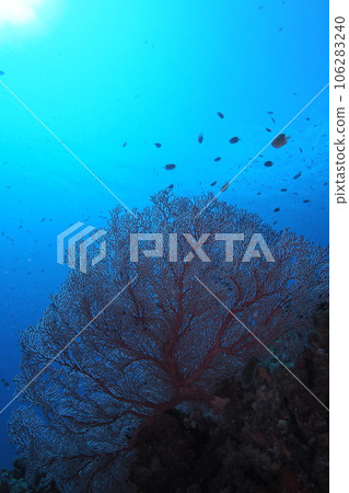 座間味島分支珊瑚和藍色的大海沖繩海 座間味島分支珊瑚和藍色的大海沖繩海 106283240