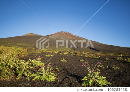 御殿場線山路二郎坊前的富士薊和富士山 106283438