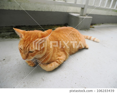A cat relaxing on a chilly cold floor 106283439