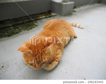 一隻貓在寒冷的地板上放鬆 一隻貓在寒冷的地板上放鬆 106283442