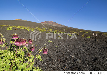 御殿場步道上的富士薊和富士山,就在次郎坊旁邊 御殿場步道上的富士薊和富士山,就在次郎坊旁邊 106283443