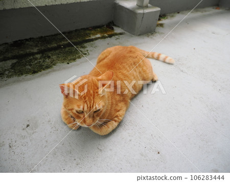一隻貓在寒冷的地板上放鬆 一隻貓在寒冷的地板上放鬆 106283444