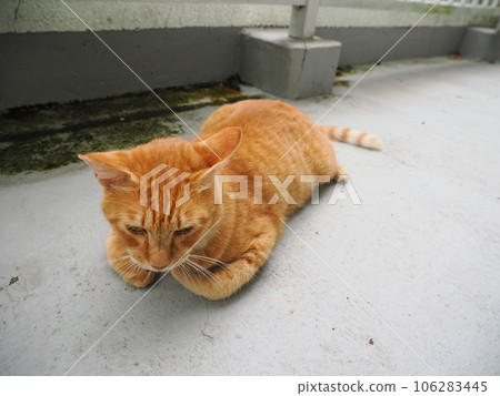 一隻貓在寒冷的地板上放鬆 一隻貓在寒冷的地板上放鬆 106283445
