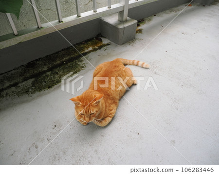 A cat relaxing on a chilly cold floor A cat relaxing on a chilly cold floor 106283446