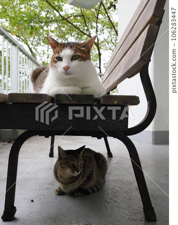 A cat relaxing on a chilly cold floor A cat relaxing on a chilly cold floor 106283447