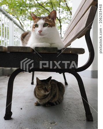 A cat relaxing on a chilly cold floor 106283448