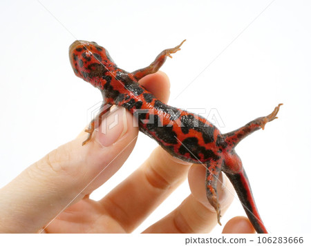 red-bellied newt belly red-bellied newt belly 106283666