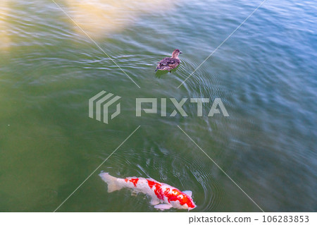 [Three Great Gardens of Japan] Special Place of Scenic Beauty, Late Autumn in Korakuen, Koi and Wigeon in the Pond, Kita Ward, Okayama City, Okayama Prefecture 106283853