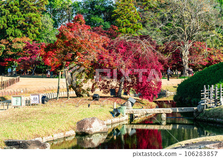 [Three Great Gardens of Japan] Special Scenic Beauty Korakuen in late autumn Stone bridge and autumn leaves Kita Ward, Okayama City, Okayama Prefecture 106283857