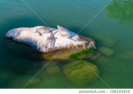 [Three Great Gardens of Japan] Special Place of Scenic Beauty, Late Autumn in Korakuen, Turtles Drying Their Shells, Kita Ward, Okayama City, Okayama Prefecture 106283858