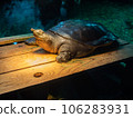 聚光燈下的日本甲魚 106283931