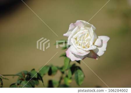 Arao City Ominous Citizen Flower Bed Rose Flower, 106284002