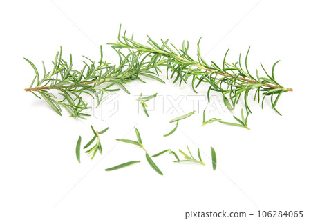 Rosemary sprig isolated on white background. Aromatic evergreen shrub Rosemary sprig isolated on white background. Aromatic evergreen shrub 106284065