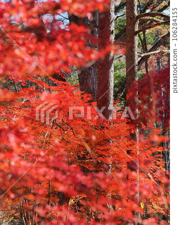 Karuizawa autumn leaves 106284155