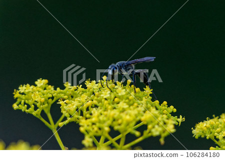 A black wasp sucking nectar from a honeysuckle A black wasp sucking nectar from a honeysuckle 106284180