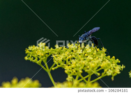 A black wasp sucking nectar from a honeysuckle A black wasp sucking nectar from a honeysuckle 106284181