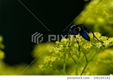 A black wasp sucking nectar from a honeysuckle 106284182