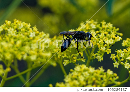 A black wasp sucking nectar from a honeysuckle 106284187
