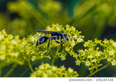一隻黑黃蜂從金銀花中吸取花蜜 一隻黑黃蜂從金銀花中吸取花蜜 106284188