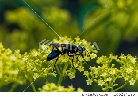 A black wasp sucking nectar from a honeysuckle 106284189